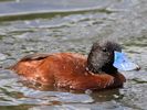 Argentinian Ruddy Duck (WWT Slimbridge September 2013) - pic by Nigel Key